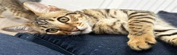 Savannah cats for sale: Three beautiful F5 SBT Savannah sisters - Advert 27