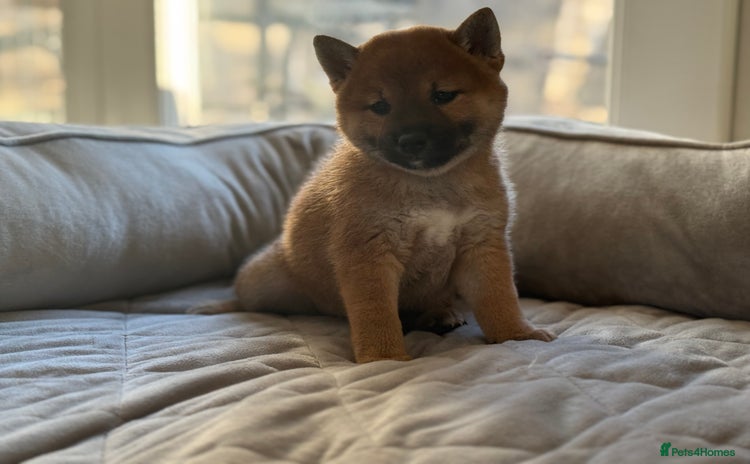 Japanese Shiba Inu dogs Adorable Japanese Shiba Inu Puppy Little Sunshine  - Advert 9