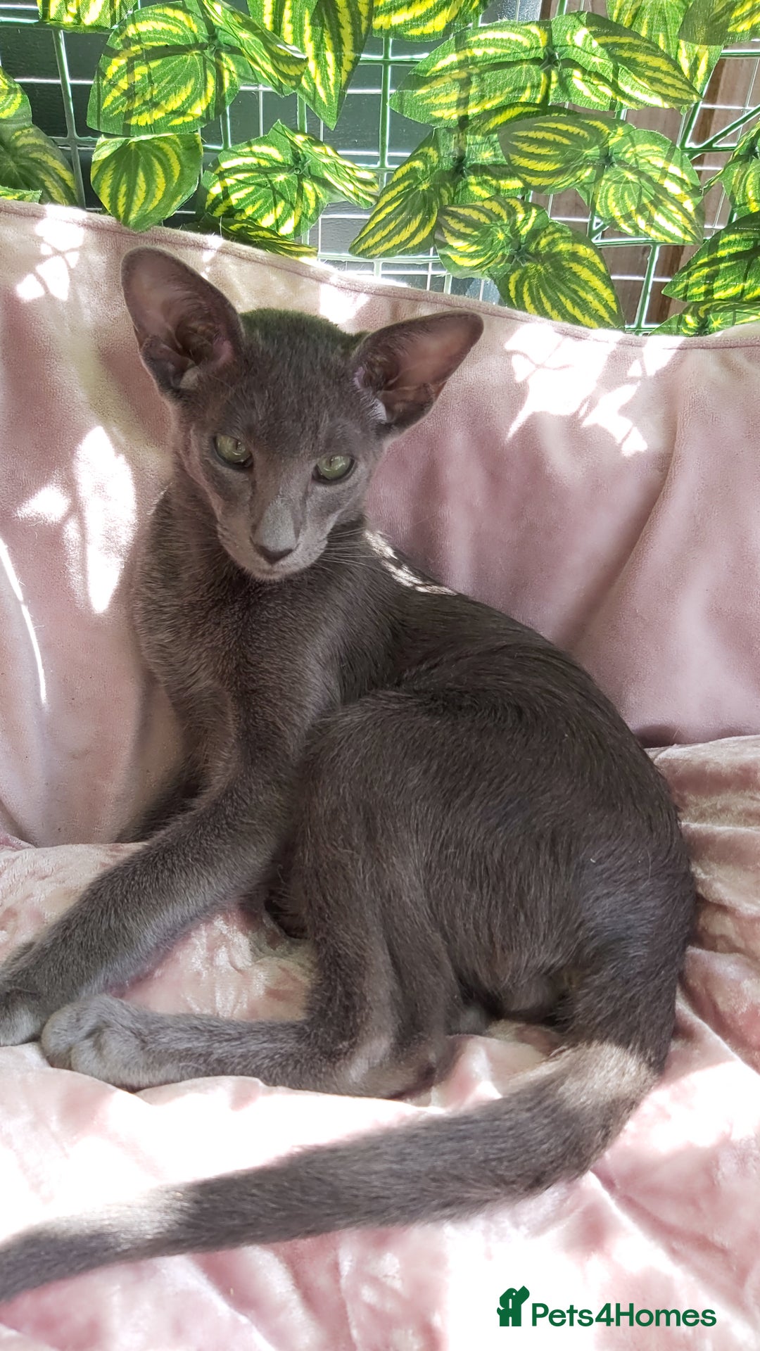 Oriental cats for sale: Full Pedigree Oriental 1 Kitten XL size ears GCCF - Image 3