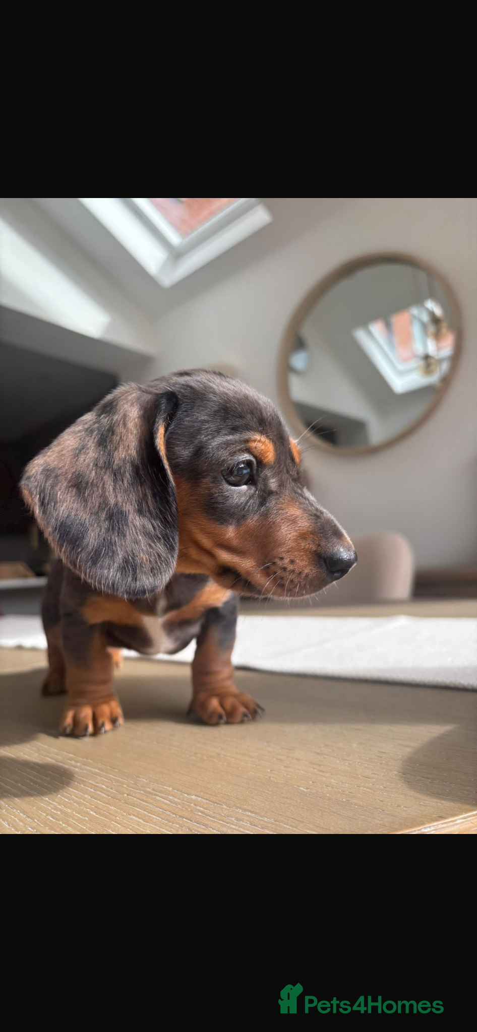 Miniature Dachshund dogs READY NOW Stunning litter of miniature dachshunds - Advert 10