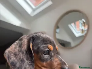 Miniature Dachshund dogs READY NOW Stunning litter of miniature dachshunds - Advert 10