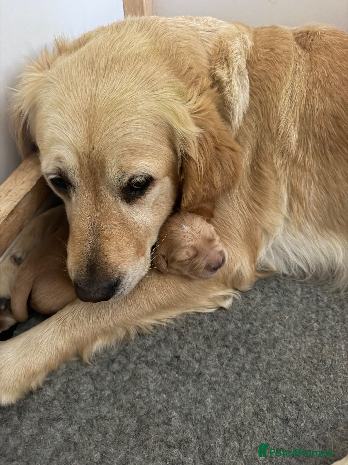 Golden Retriever dogs Beautiful Singleton Boy Ready to leave - Advert 8