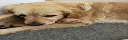 Golden Retriever dogs for sale: Beautiful Singleton Boy Ready to leave - Advert 1