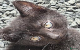 British Shorthair cats for sale: Kittens Ready Now  - Image 13