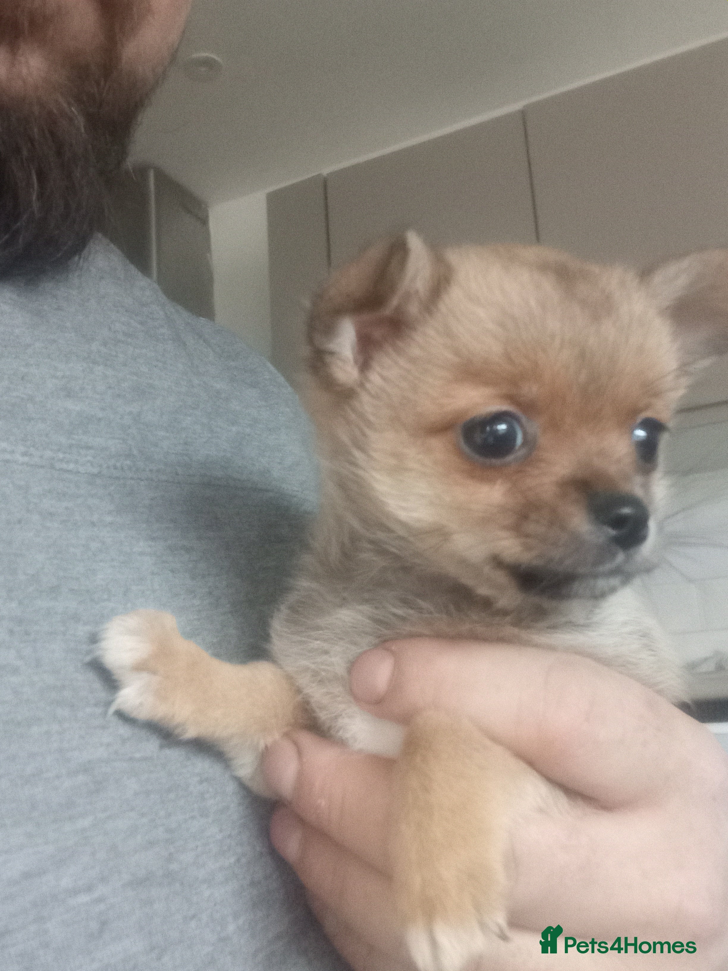 Pomchi dogs Pomchi puppies - Advert 1