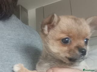 Pomchi dogs Pomchi puppies - Advert 6