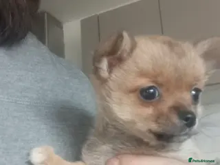 Pomchi dogs Pomchi puppies - Advert 20