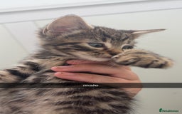 Maine Coon cats for sale: maine coon - bengals (2 males - mum free) - Image 3