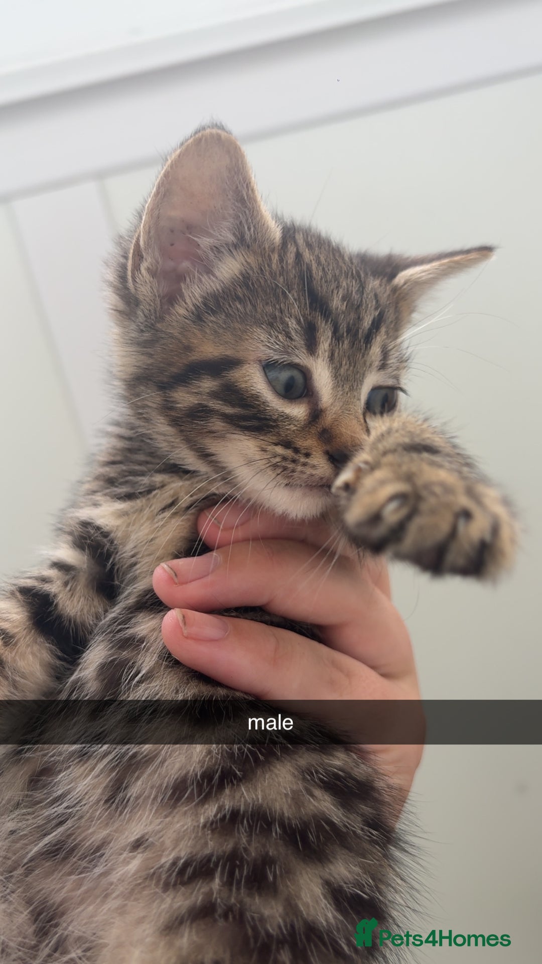 Maine Coon cats for sale: maine coon - bengals (2 males - mum free) - Image 3