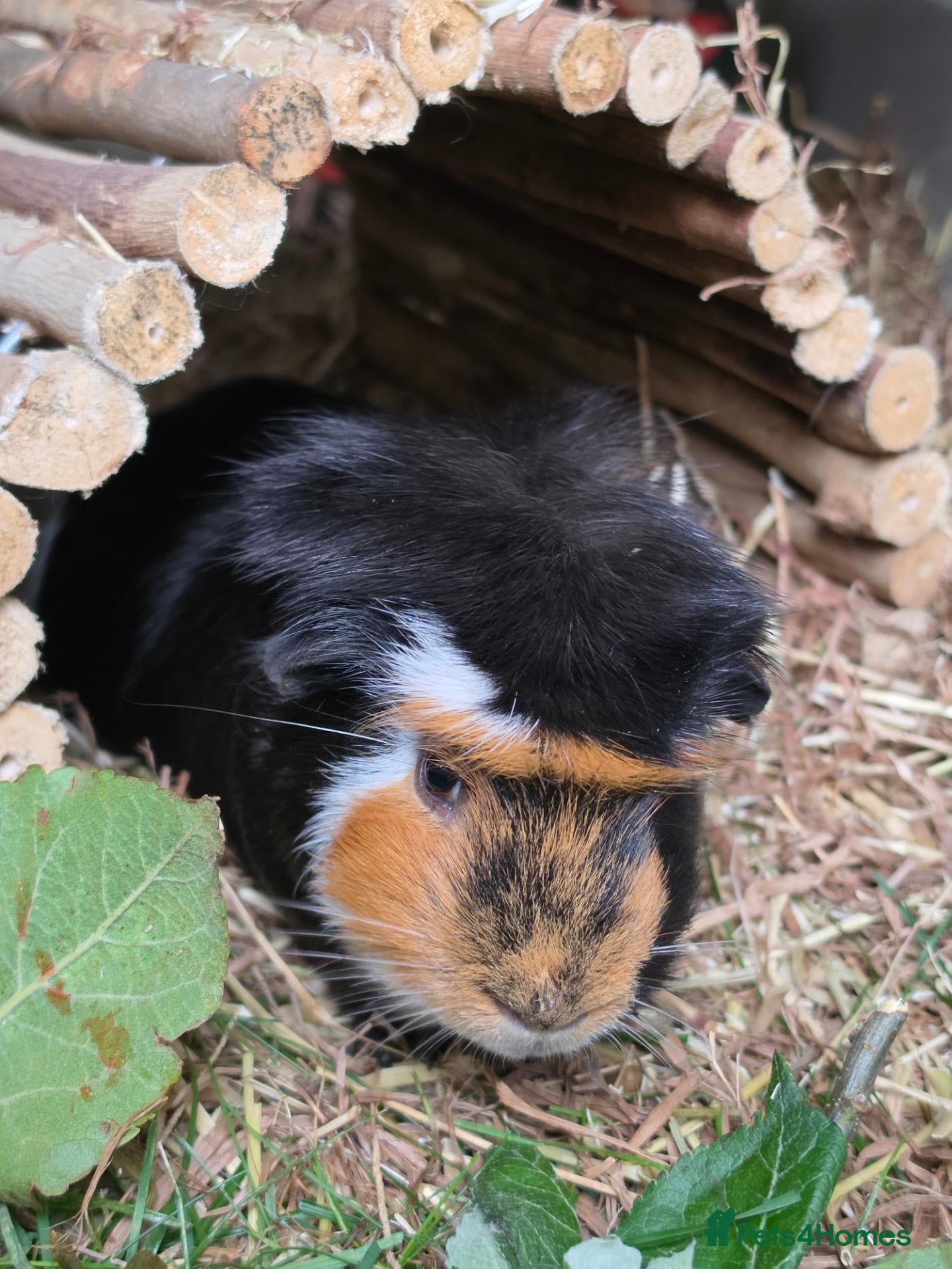 Guinea Pig rodents Beautiful Male Guinea Pig for sale - Advert 1