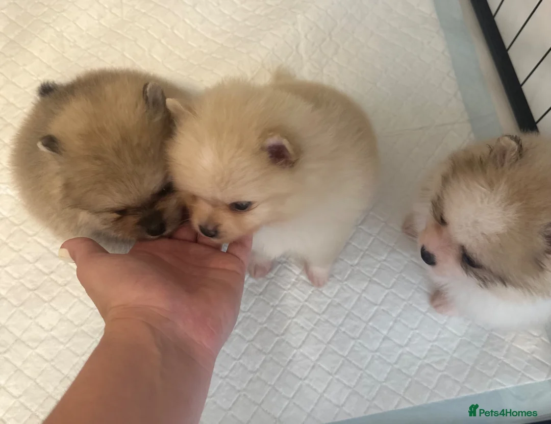 Pomeranian dogs for sale: Double coated true to type Pomeranians  - Advert 1