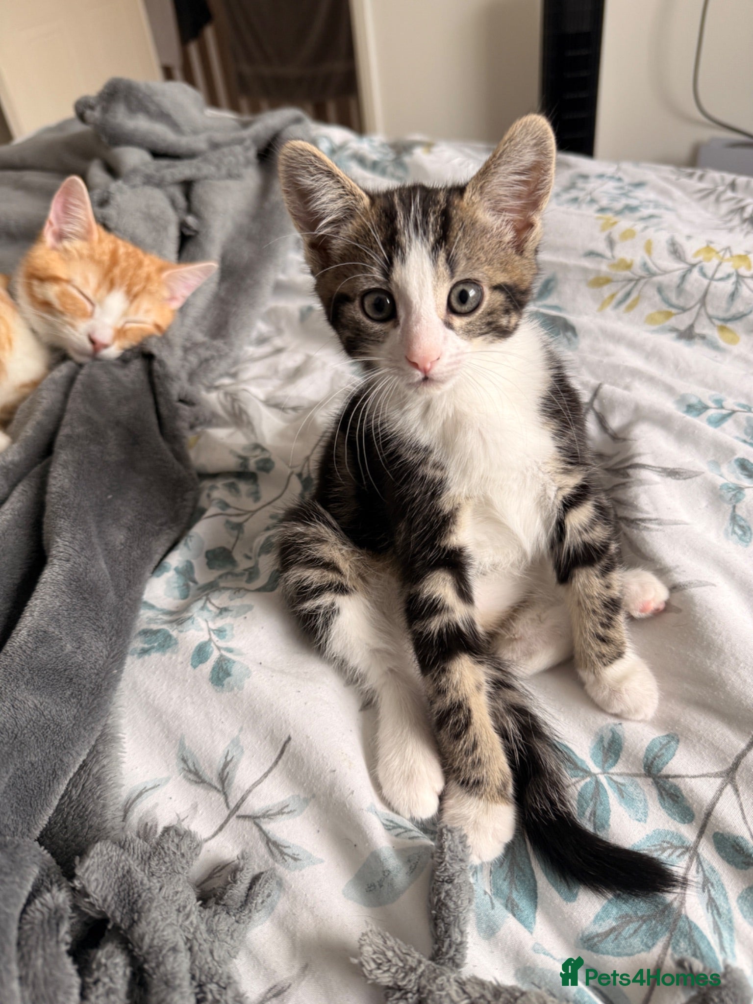 Domestic Shorthair cats Kittens  - Advert 1