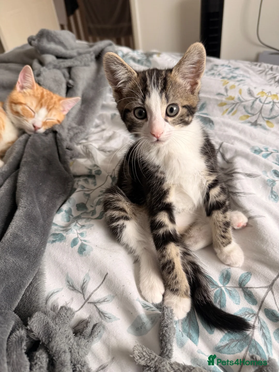 Domestic Shorthair cats for sale: Kittens  - Advert 1