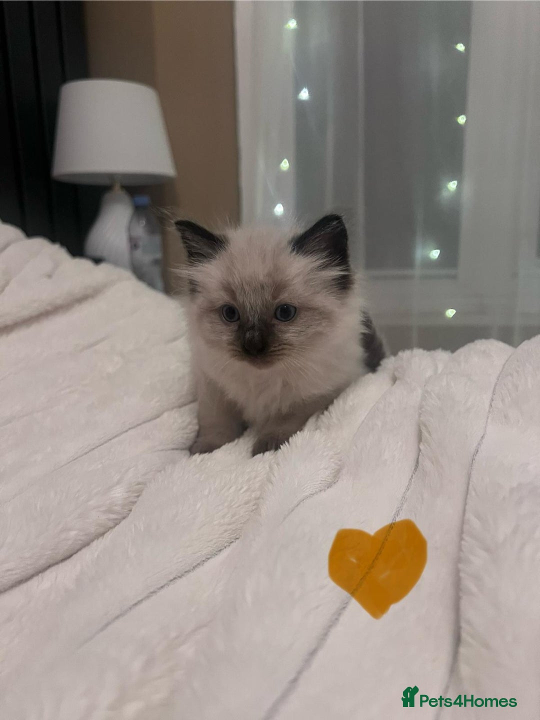 Ragdoll cats for sale: 4 gorgeous Ragdoll kittens for sale - Advert 4