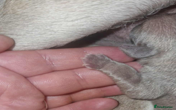 Pug dogs for sale: RARE Pug puppies  - Advert 5