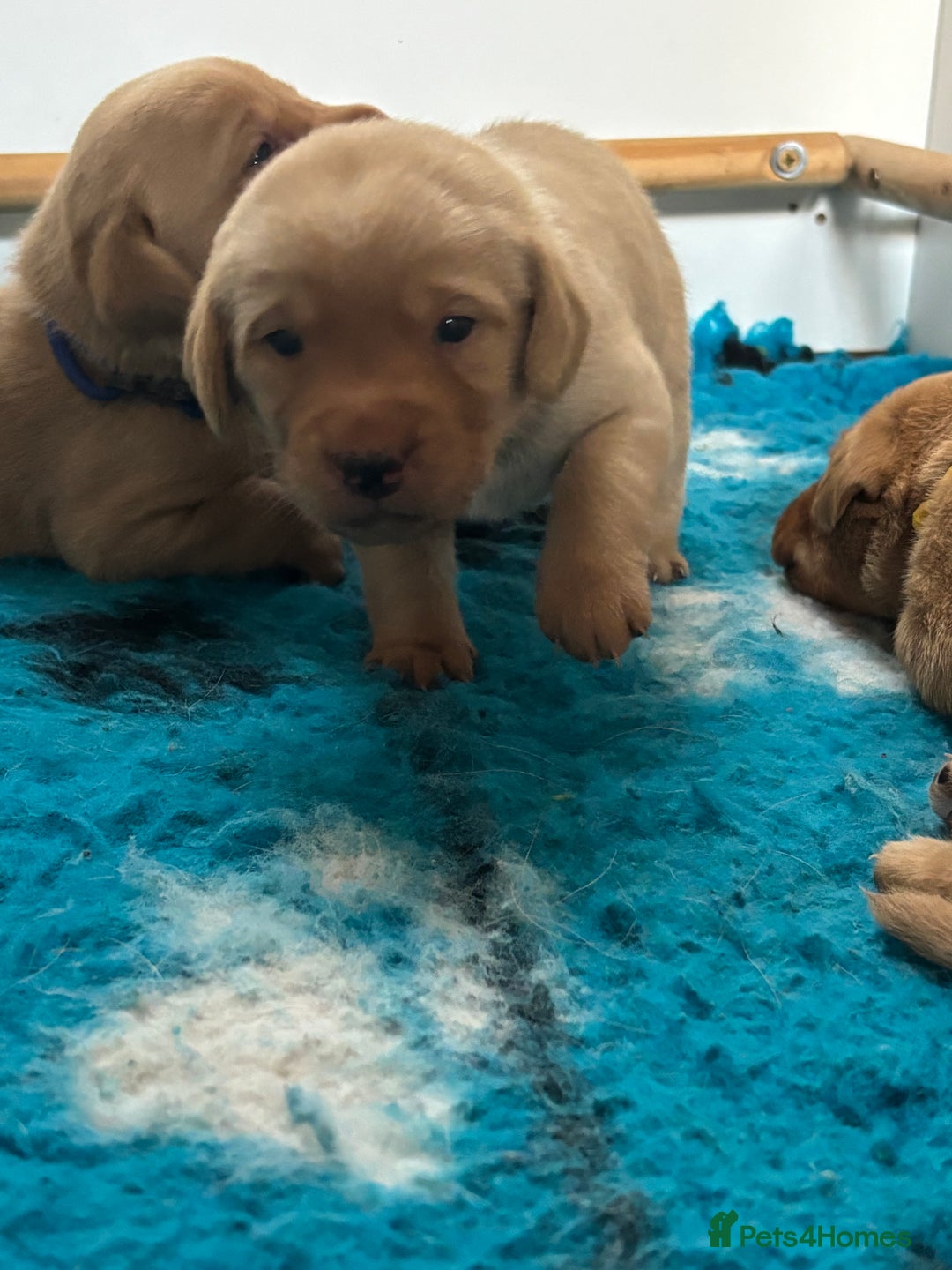 Labrador Retriever dogs for sale: Gorgeous Fox Red Labradors  - Image 3