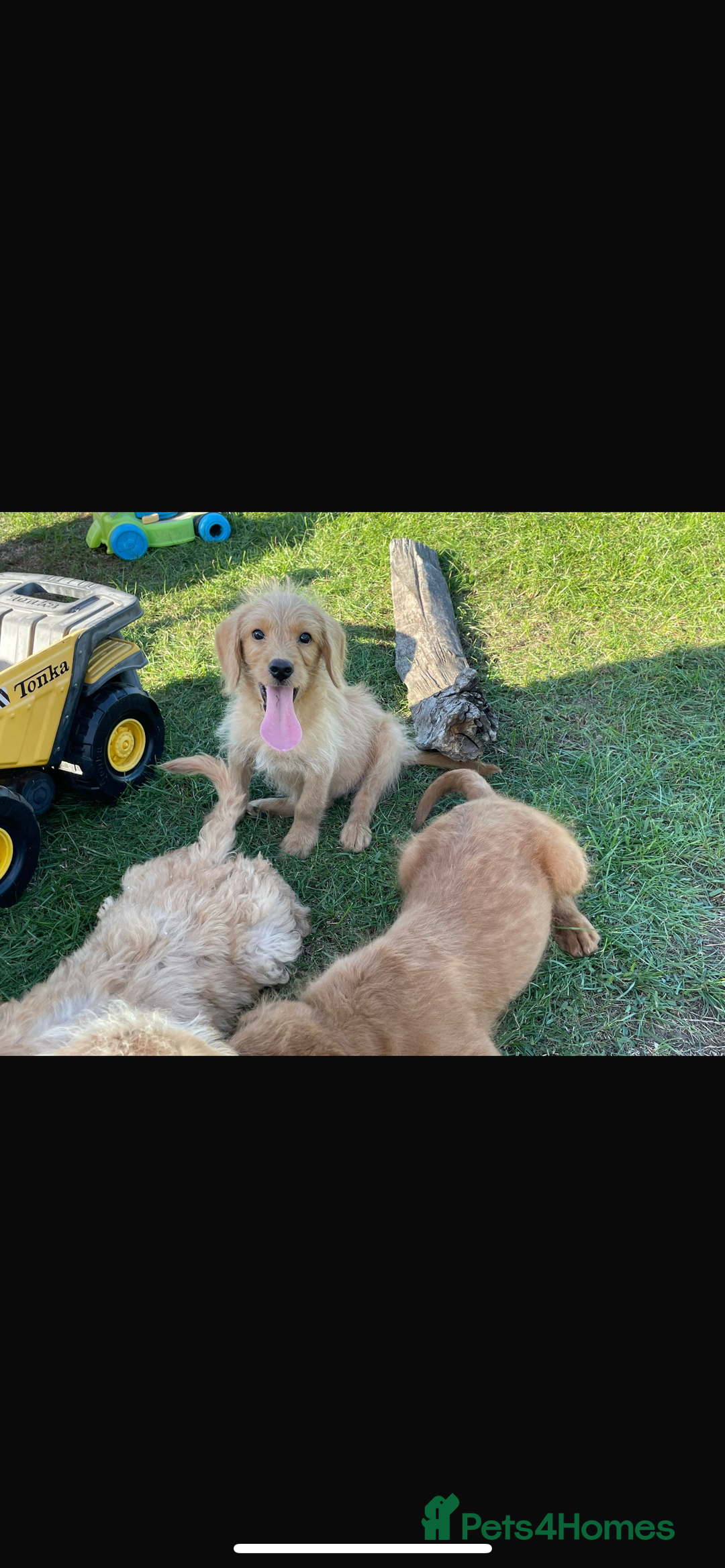 Mini Goldendoodle dogs for sale: F1 Goldendoodle puppies  - Image 10