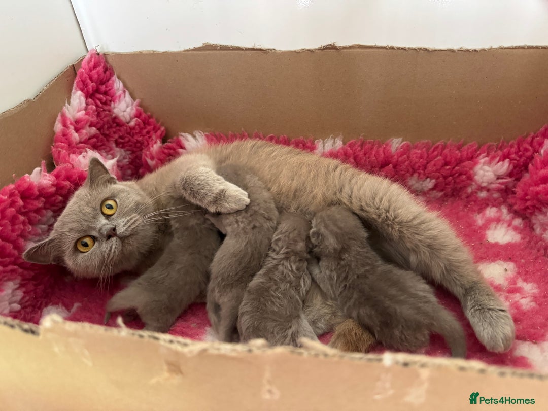 British Shorthair cats for sale: GCCF registered lilac kittens  - Image 18