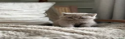 British Shorthair cats for sale: Beautiful British shorthair kitten  - Advert 9