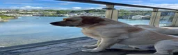 Labrador Retriever dogs for sale: Repeat mating  - Advert 11
