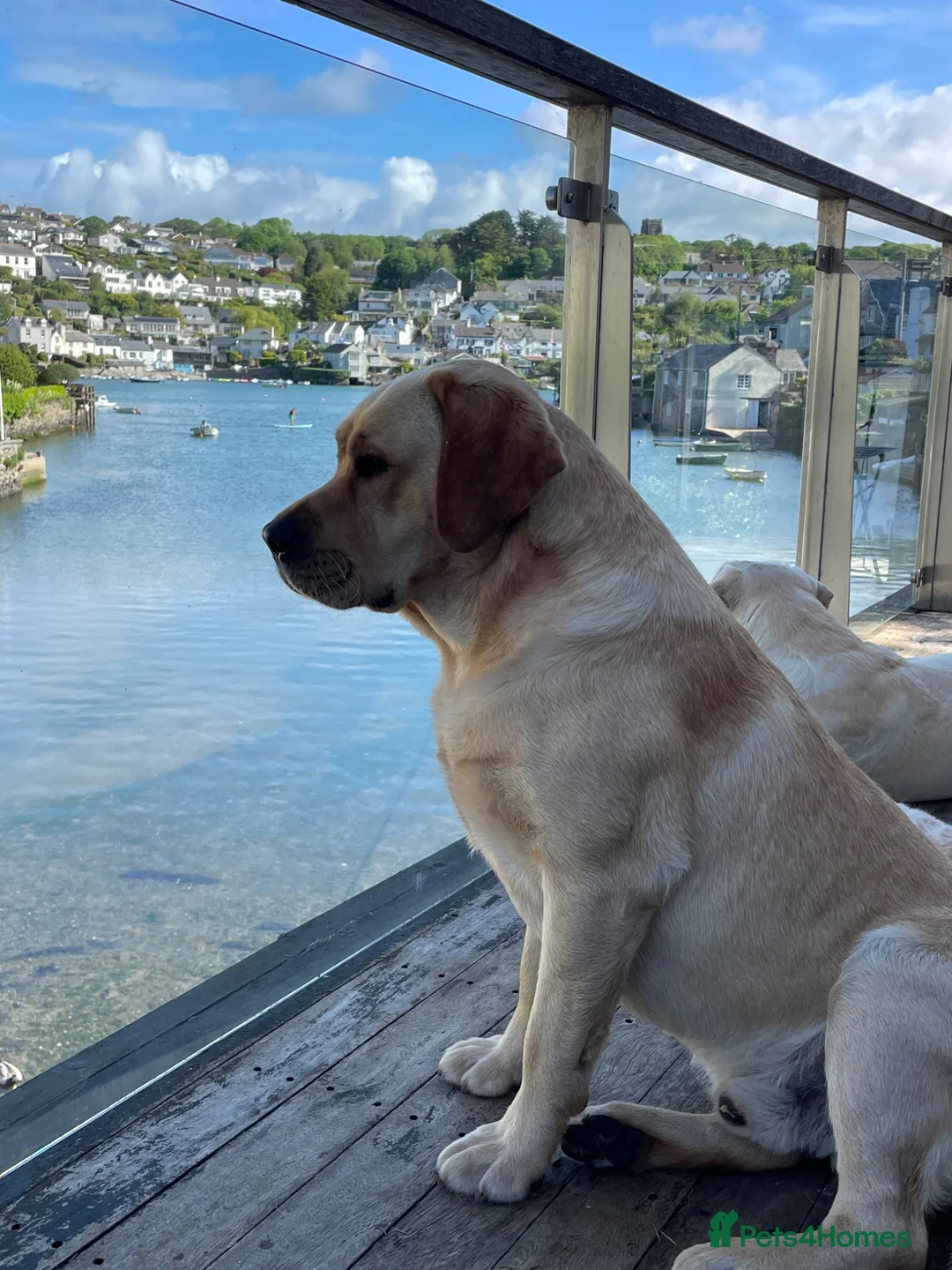 Labrador Retriever dogs for sale: Repeat mating  - Advert 11