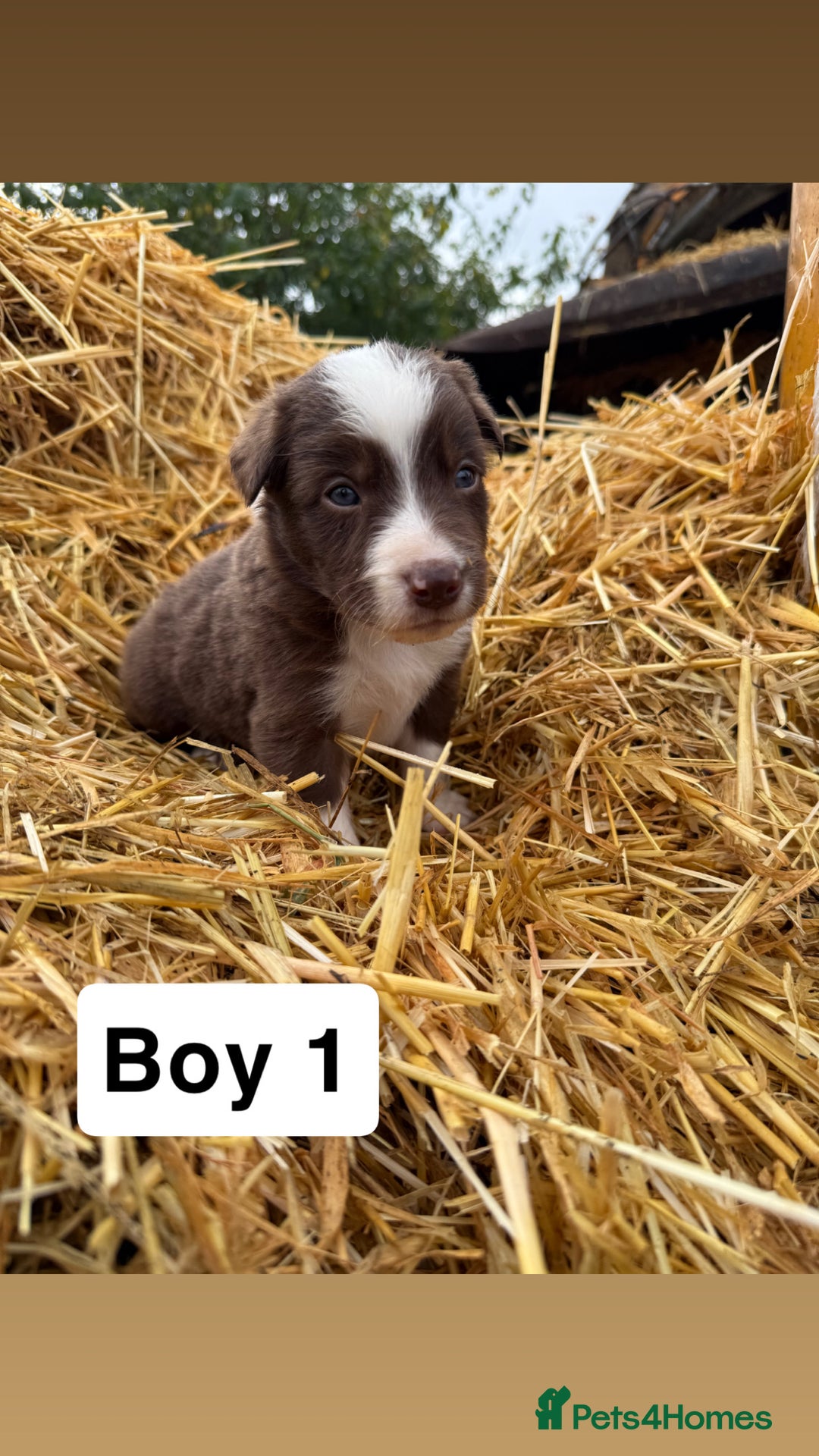 Border Collie dogs for sale: Working chocolate border collies  - Image 6