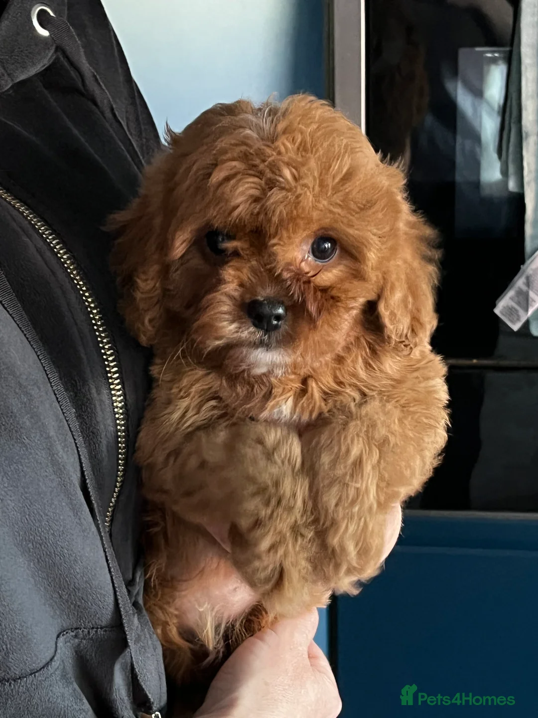 Gallery Image {{count}}