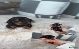 Miniature Dachshund dogs for sale: Miniature dachshund girl puppy  - Image 6
