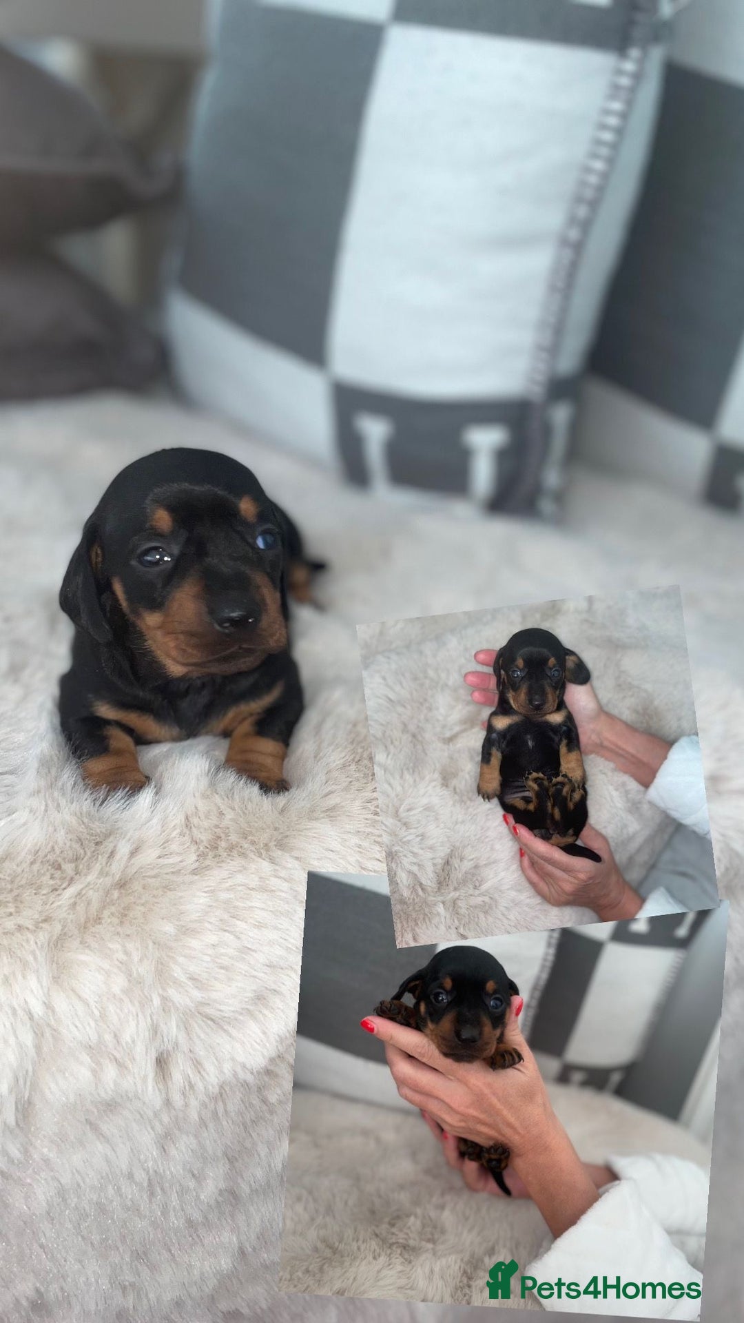 Miniature Dachshund dogs for sale: Miniature dachshund girl puppy  - Image 6