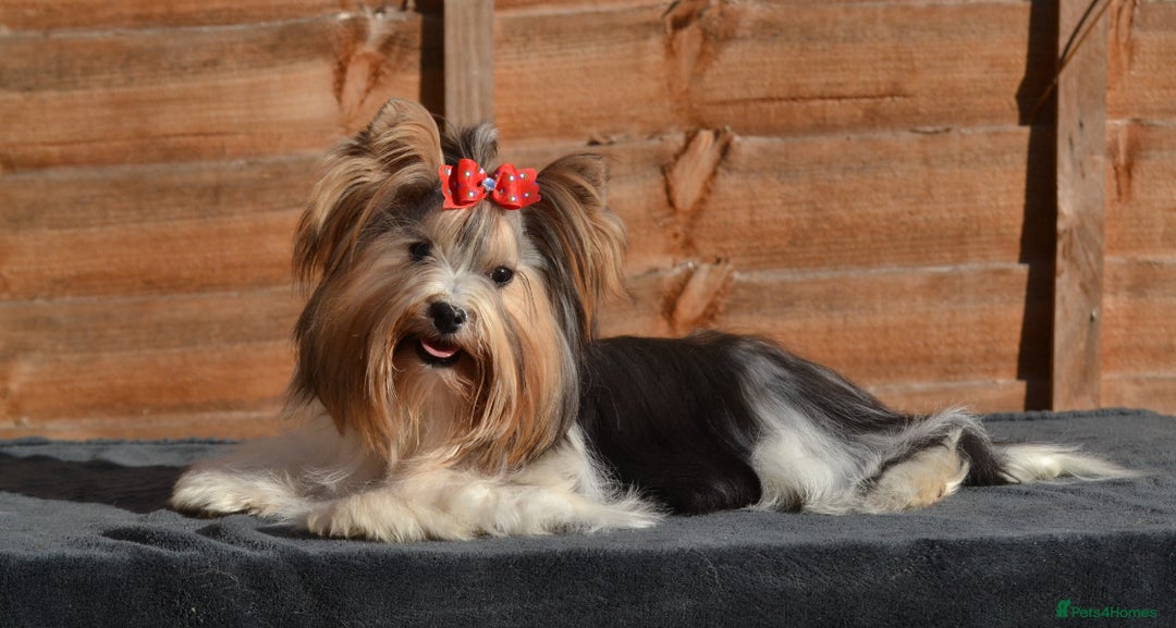 Biewer Terrier dogs for stud: Bon Hiladel Persei ( FCI Registered) - Advert 3