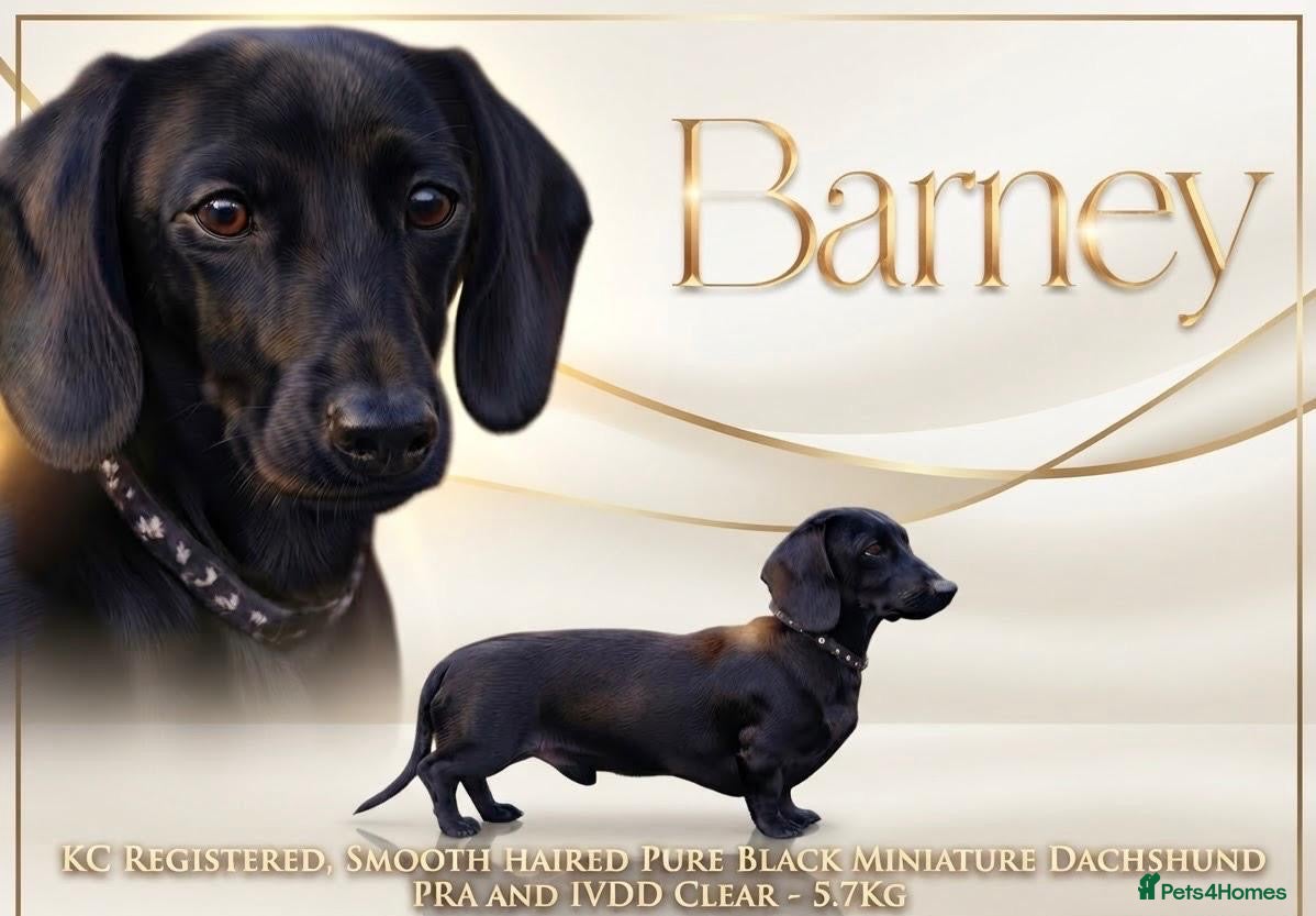 Miniature Dachshund dogs Solid Black Top Quality Proven & Health Tested 🖤 - Advert 1