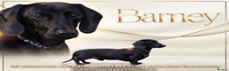 Miniature Dachshund dogs for stud: Solid Black Top Quality Proven & Health Tested 🖤 - Advert 1