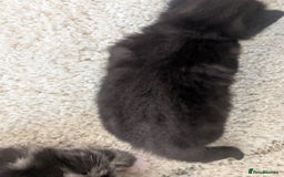 Mixed Breed cats for sale: 2 Sisters 1 Tabby and 1 Tuxedo Persian Mix - Image 29