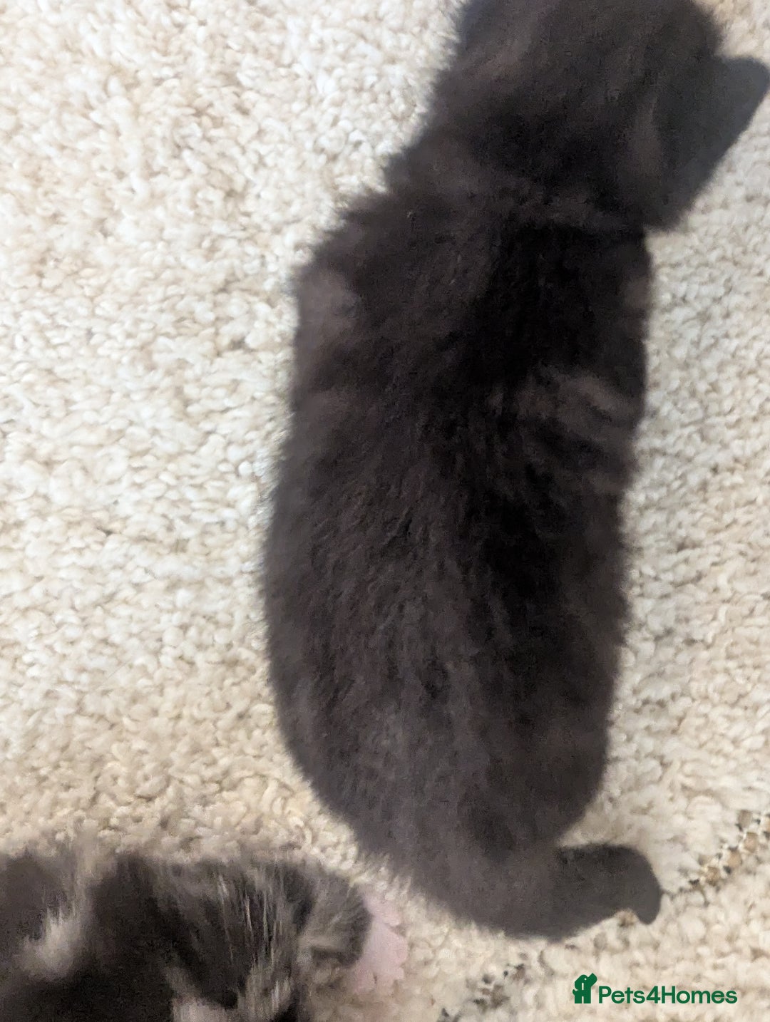 Mixed Breed cats for sale: 2 Sisters 1 Tabby and 1 Tuxedo Persian Mix - Image 29