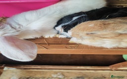 English Lop rabbits for sale: Beautiful lop babies  - Image 9