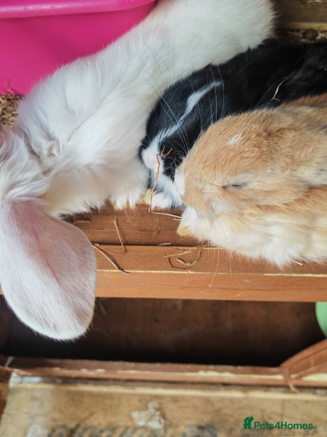 English Lop rabbits for sale: Beautiful lop babies  - Image 9