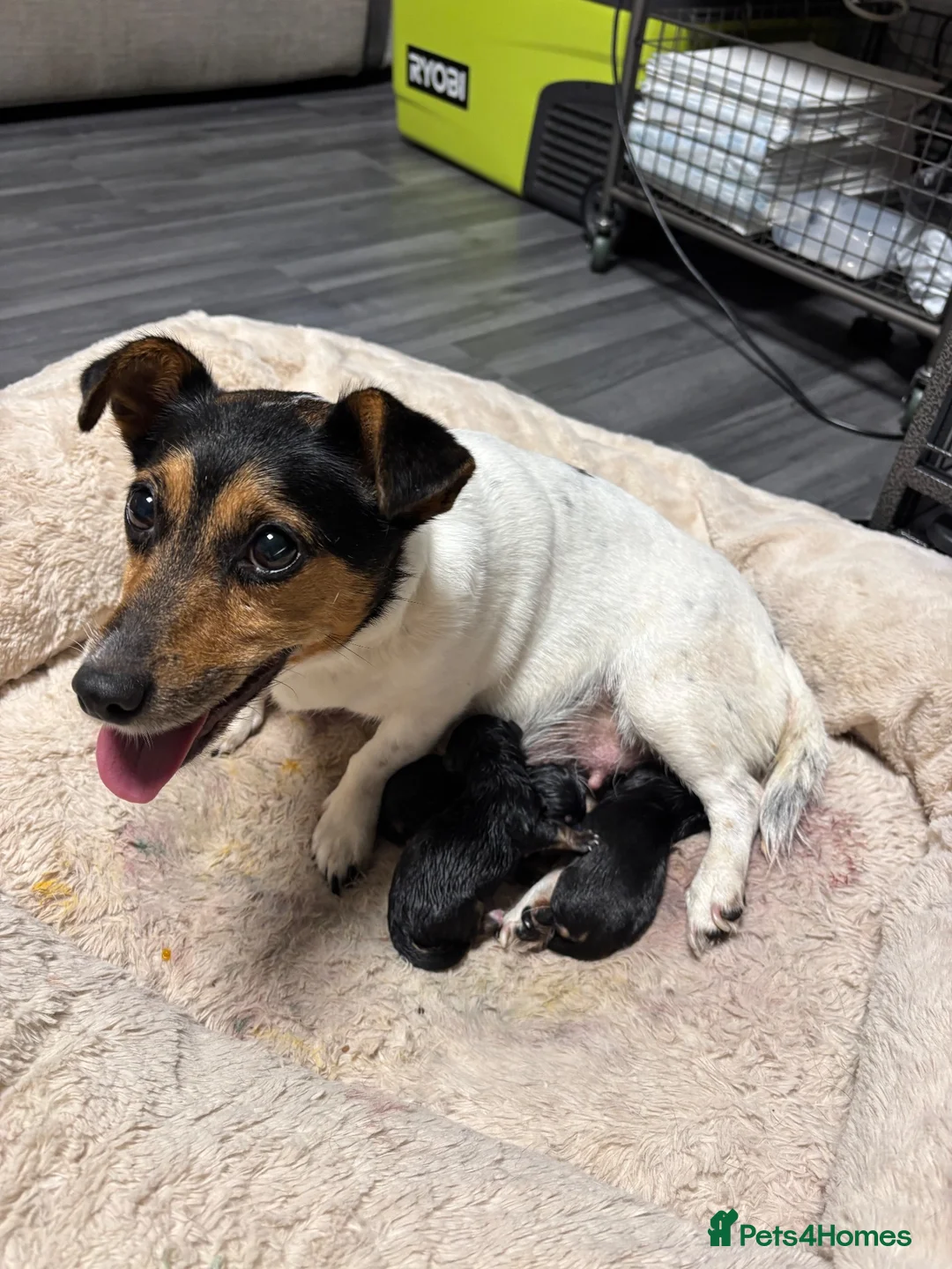 Mixed Breed dogs for sale: One male and one female cross Jack Russell in Loughborough - Advert 13