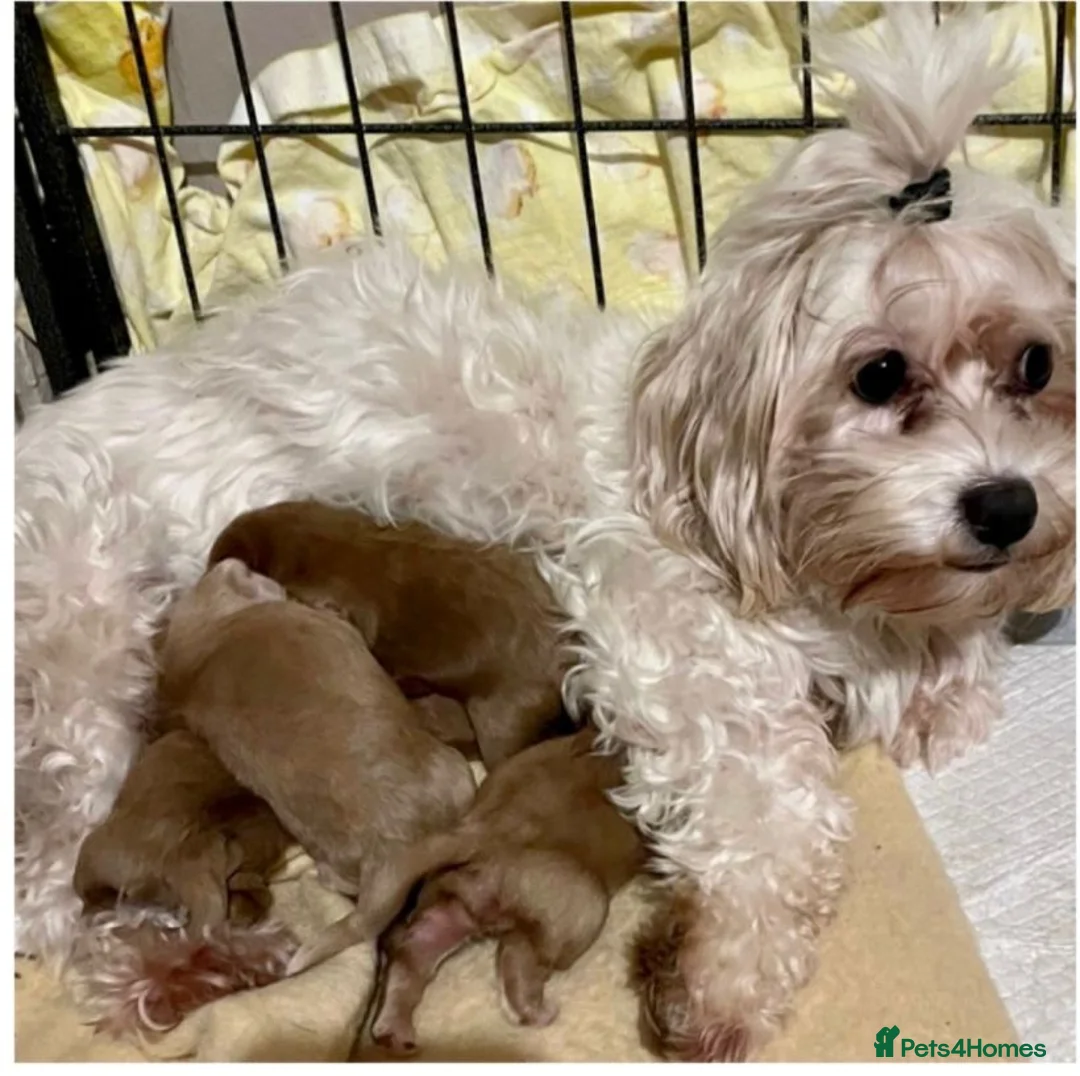 Maltipoo dogs for sale: Toy Maltipoo DNA CLEAR VET CHECKED HEALTHY in Rainham - Advert 2