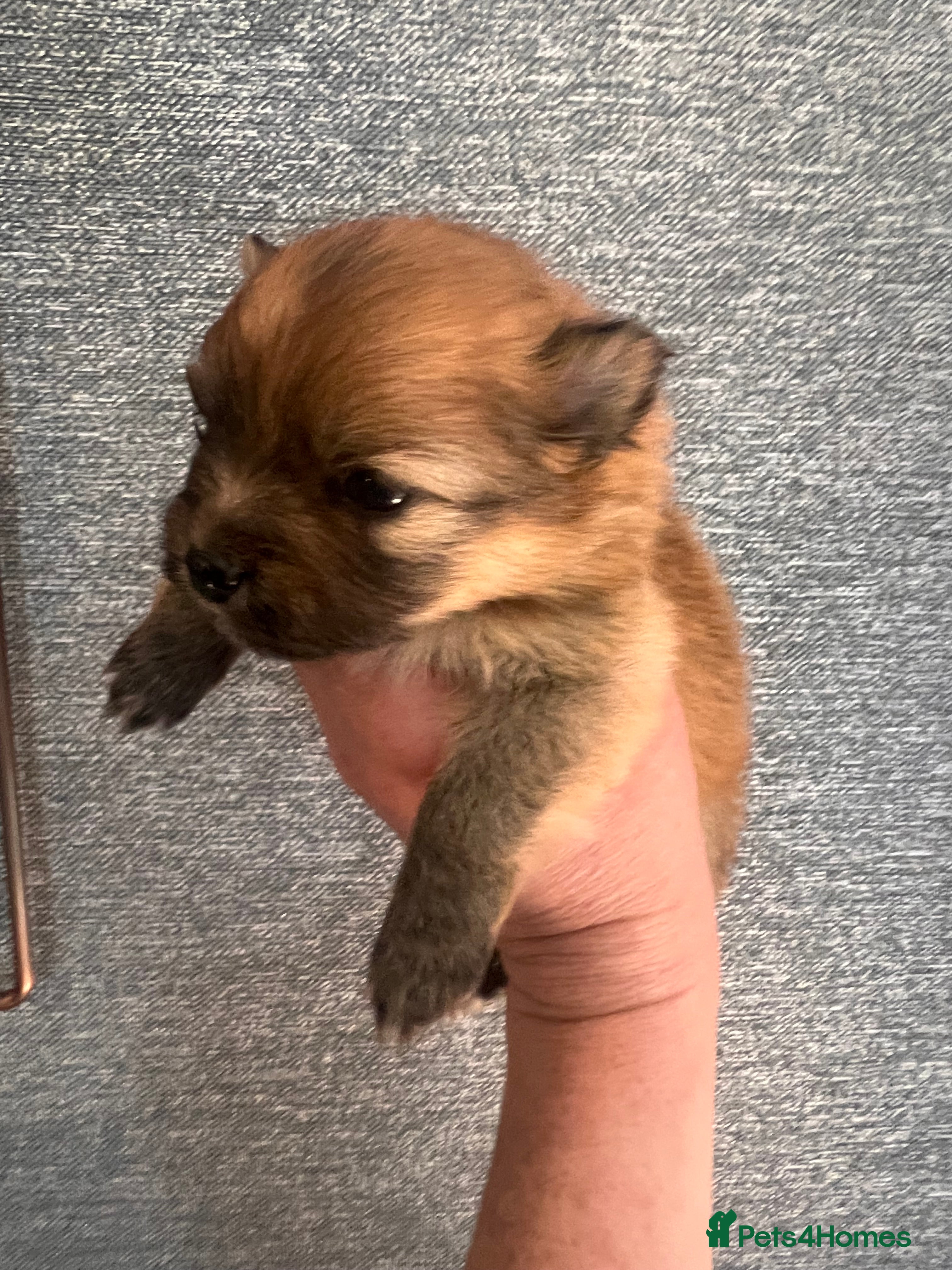 Pomeranian dogs for sale: Pomeranian Puppies  - Advert 8