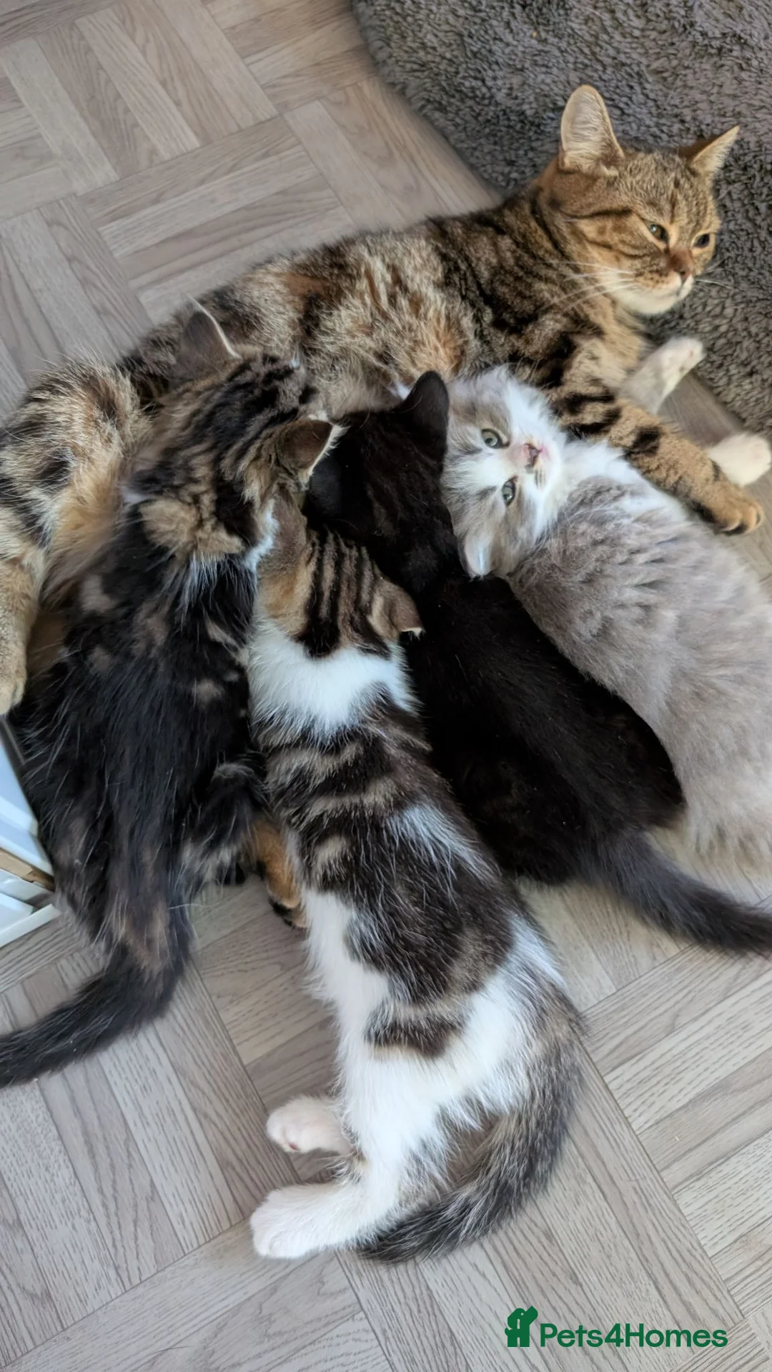 Mixed Breed cats for sale: Beautiful BSHxPersian kittens - Advert 16