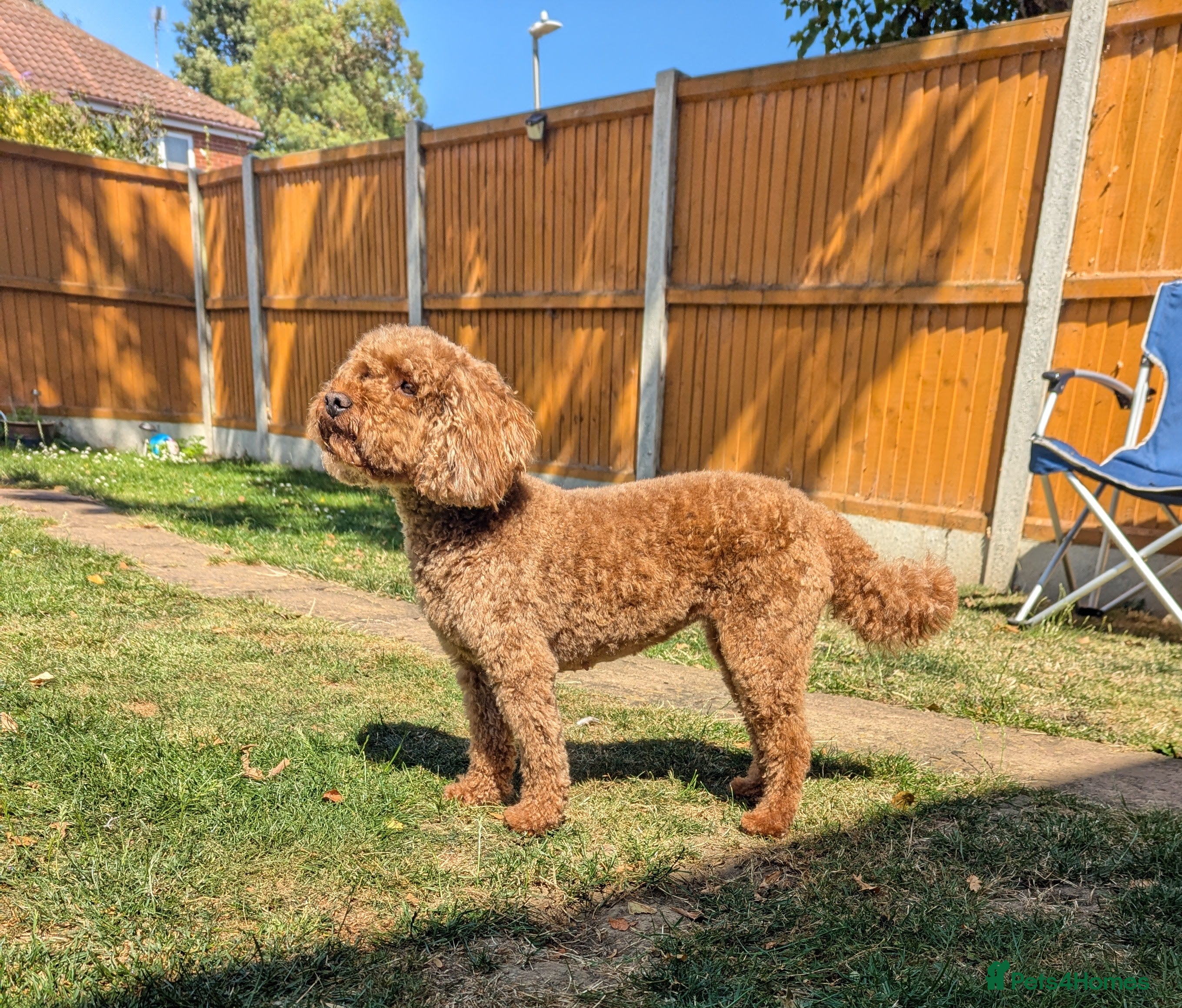 Miniature Poodle dogs Adorable Dark Red KC registered champion line - Advert 7