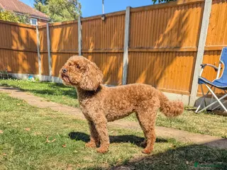 Miniature Poodle dogs Adorable Dark Red KC registered champion line - Advert 7