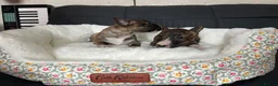 Miniature Bull terrier dogs for sale: Miniature bull terrier puppies  - Advert 3