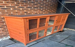 Mini Lop rabbits for sale: Mini Lop for Sale - Image 8