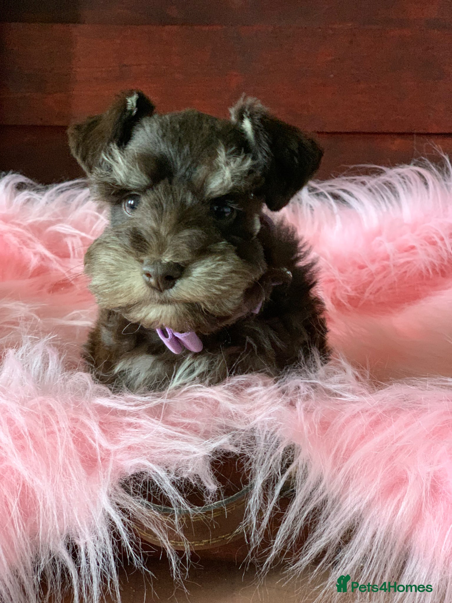 Miniature Schnauzer dogs 5* LICENSED READY KC MINI/TOY CHOC SCHNAUZERS 1 - Advert 1