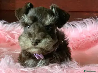 Miniature Schnauzer dogs 5* LICENSED READY KC MINI/TOY CHOC SCHNAUZERS 1 - Advert 7