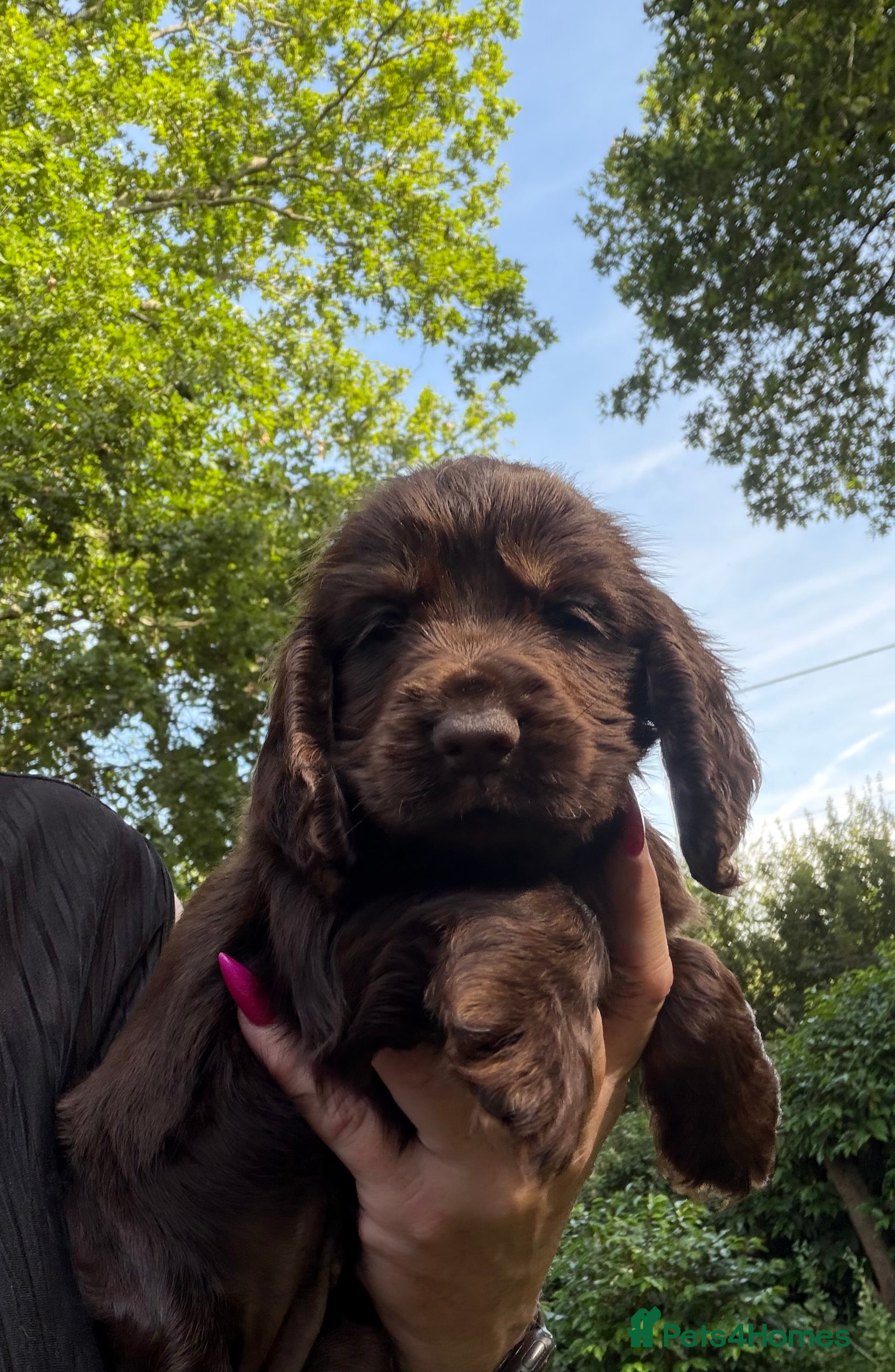Cocker Spaniel dogs Show type cocker spaniels  - Advert 6