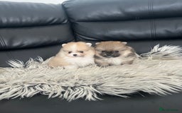 Pomeranian dogs for sale: 🐻Stunning 🤩 Champion Line🏅Teddy Face 🧸 - Image 13