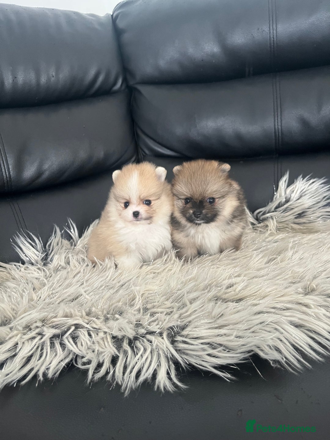 Pomeranian dogs for sale: 🐻Stunning 🤩 Champion Line🏅Teddy Face 🧸 - Image 13