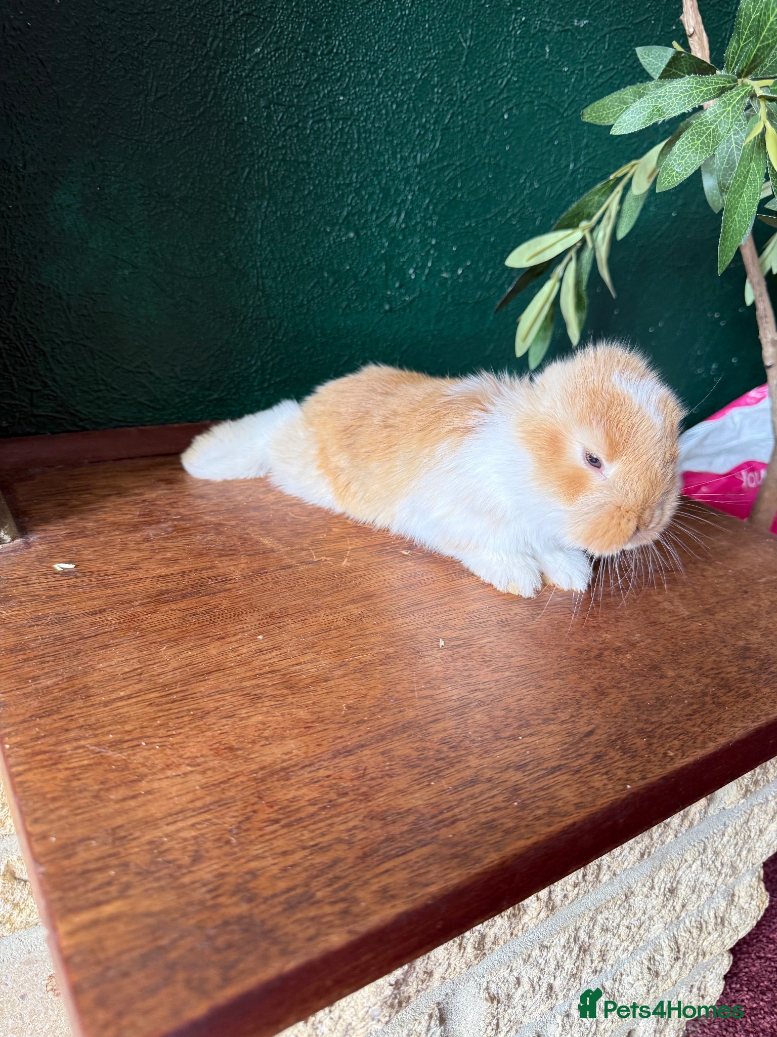French Lop rabbits 1 Beautiful Pure French Lop Left ♥️ - Advert 1